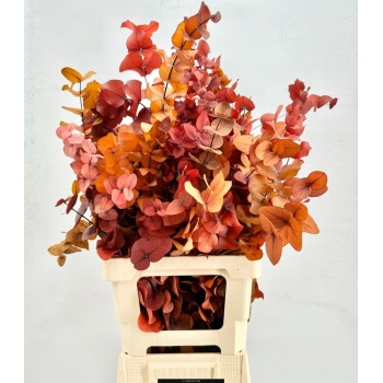 dried cinerea autumn.jpeg