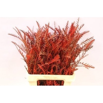 grevillea red.jpeg
