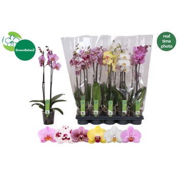 phal. h65.jpeg