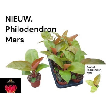 philodendron mars.jpeg