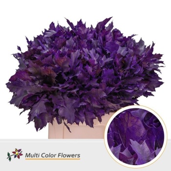 querc. lilac.jpeg