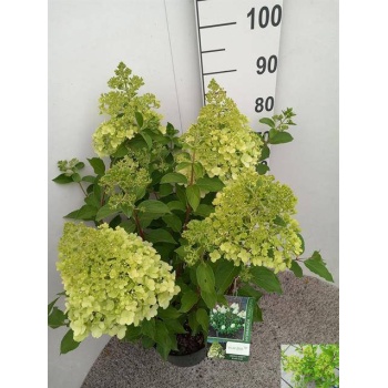 hort. paniculata.jpeg