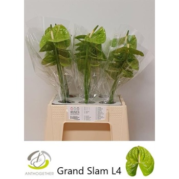 grand slam.jpeg