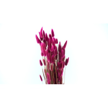 lagurus raspberry.jpeg