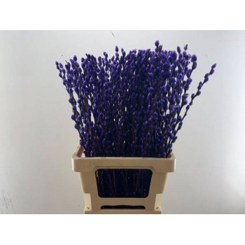 salix milka.jpeg