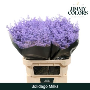 solidago milka.jpeg
