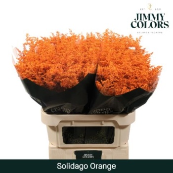 solidago orange.jpeg