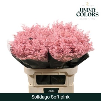 solidago pink.jpeg