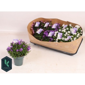 campanula ambella.jpeg