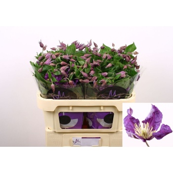 clematis sidney.jpeg