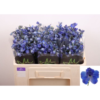 delph. andes az.jpeg