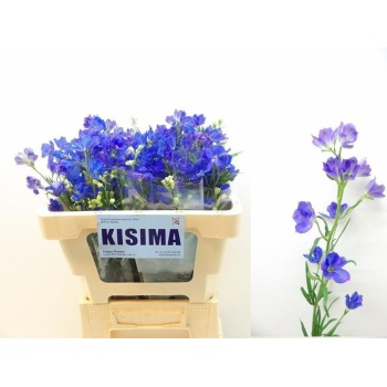 delph. gran blue.jpeg