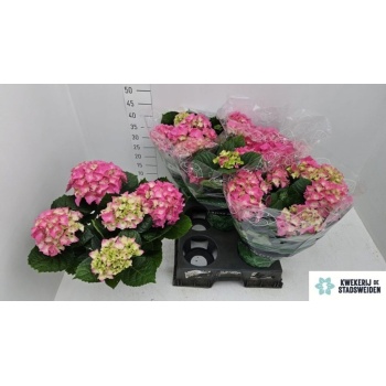 hyd. early rosa.jpeg