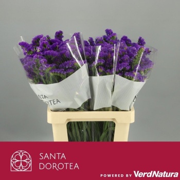 lim. magnum blue.jpeg