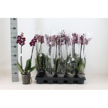 phal. montpellier.jpeg