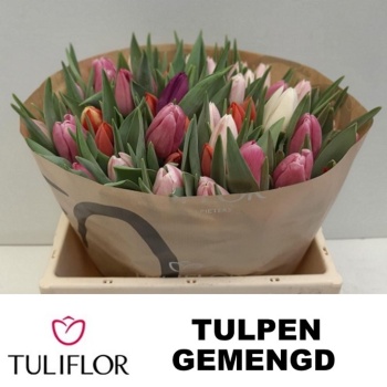 tulp mix.jpeg