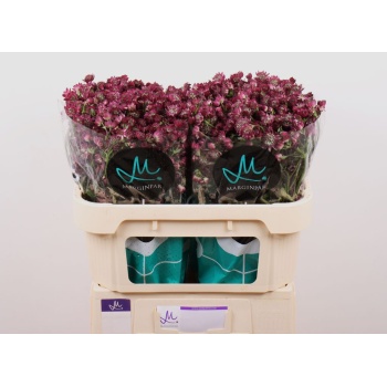 astrantia red desire.jpeg