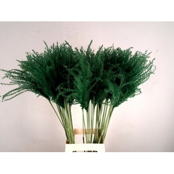 miscanthus green.jpeg