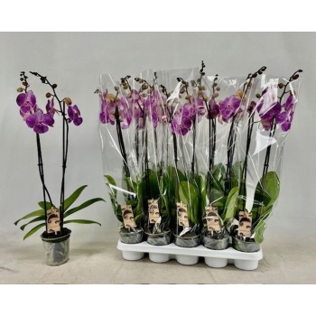 phal. other pink.jpeg