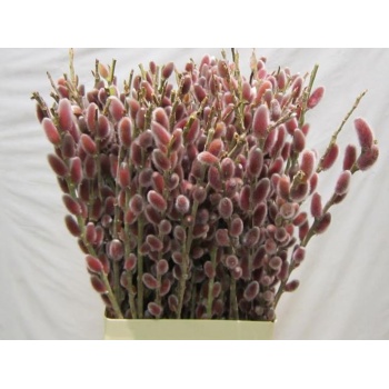 salix red passion.jpeg