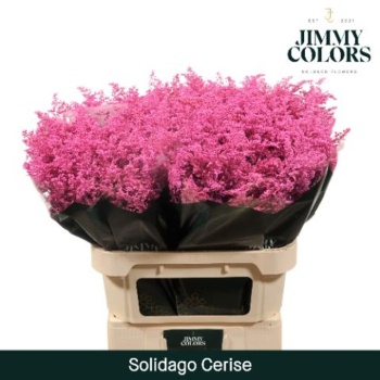 solidago cerise.jpeg