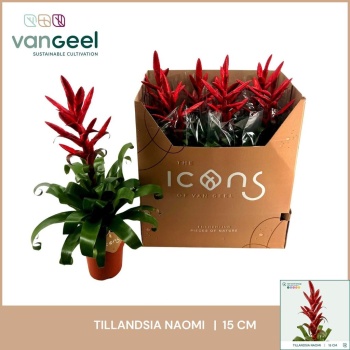 tillandsia naomi.jpeg