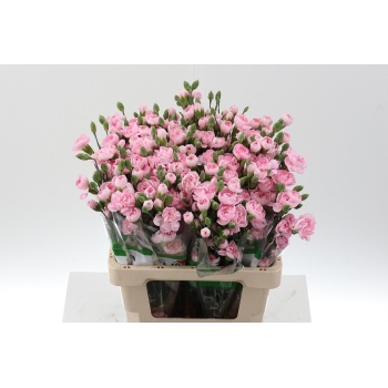dianthus sp athena.jpeg
