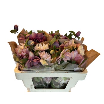 helleborus double pink.jpeg