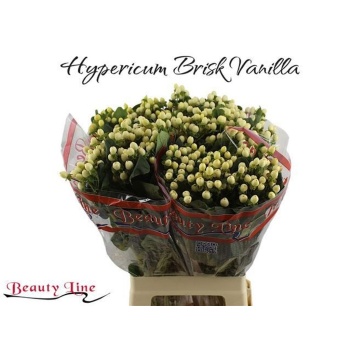 hyp. brisk vanilla.jpeg