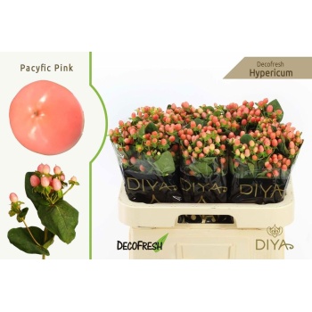 hyp. pacific pink.jpeg