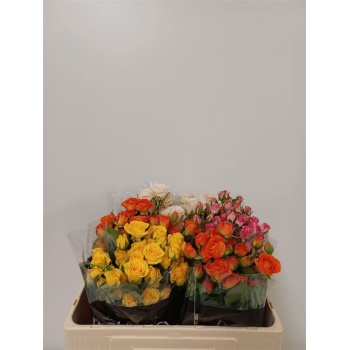 kr mix dale tiara.jpeg