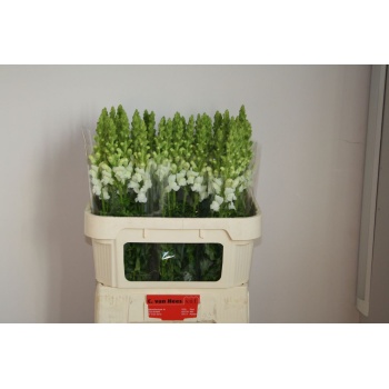 lõvilõug valge.jpeg