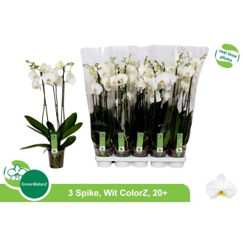 other white 3õv.jpeg