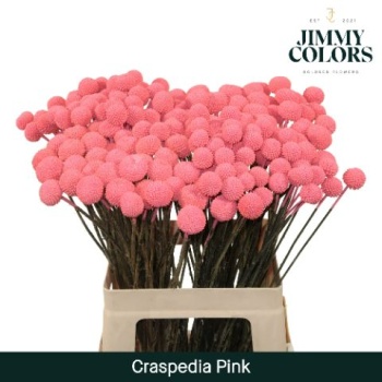 craspedia pink.jpeg