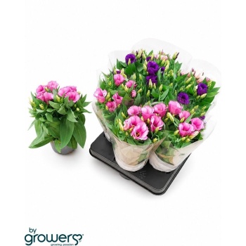 eustoma.jpeg