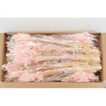 lagurus porcellana.jpeg