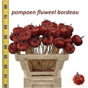 pumpkin bordeau.jpeg