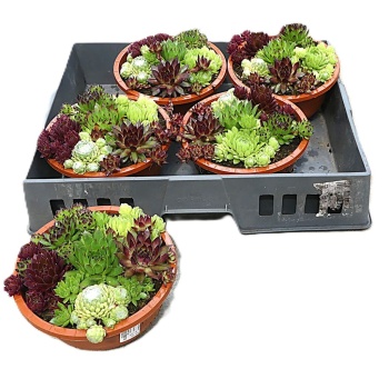 sempervivum mix.jpeg