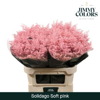 solidago pink.jpeg