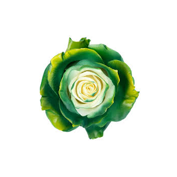 dark green yellow.png dark green yellow.png