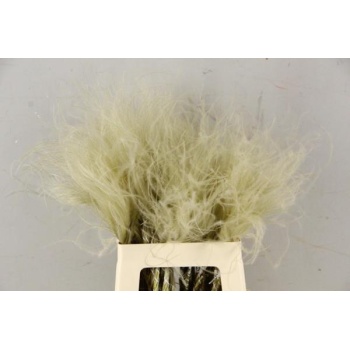 Df stypha 60cm bs naturel.jpeg