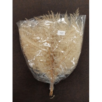 brackenfern bleached white.jpg