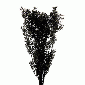 dried ruscus black.gif