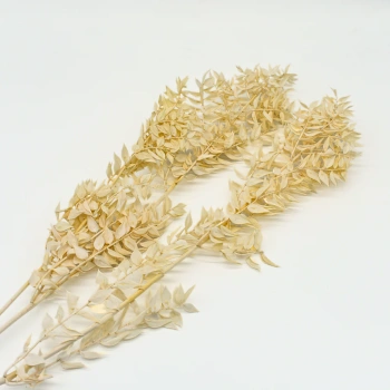 ruscus light yellow.webp