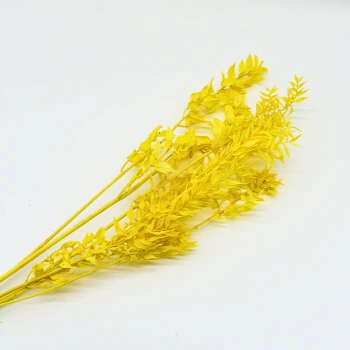 ruscus yellow.webp