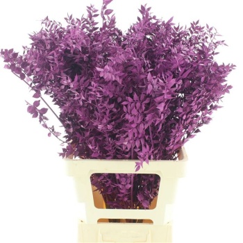 ruscus_lilac.jpg