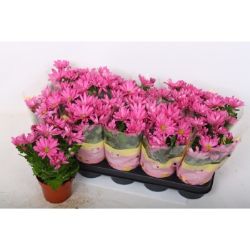 Allalaaditud fail.jpg