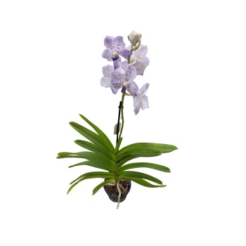 Vanda Pachara delight blue beauty.jpg