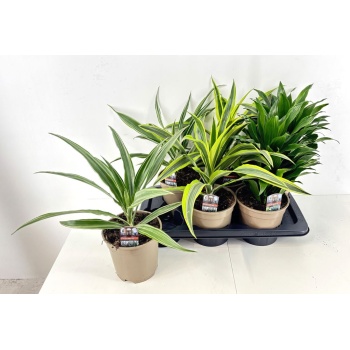 Deracena mix p17.jpeg