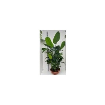 Strelitzia Paradiisilinnulill nicolai 28cm.jpg